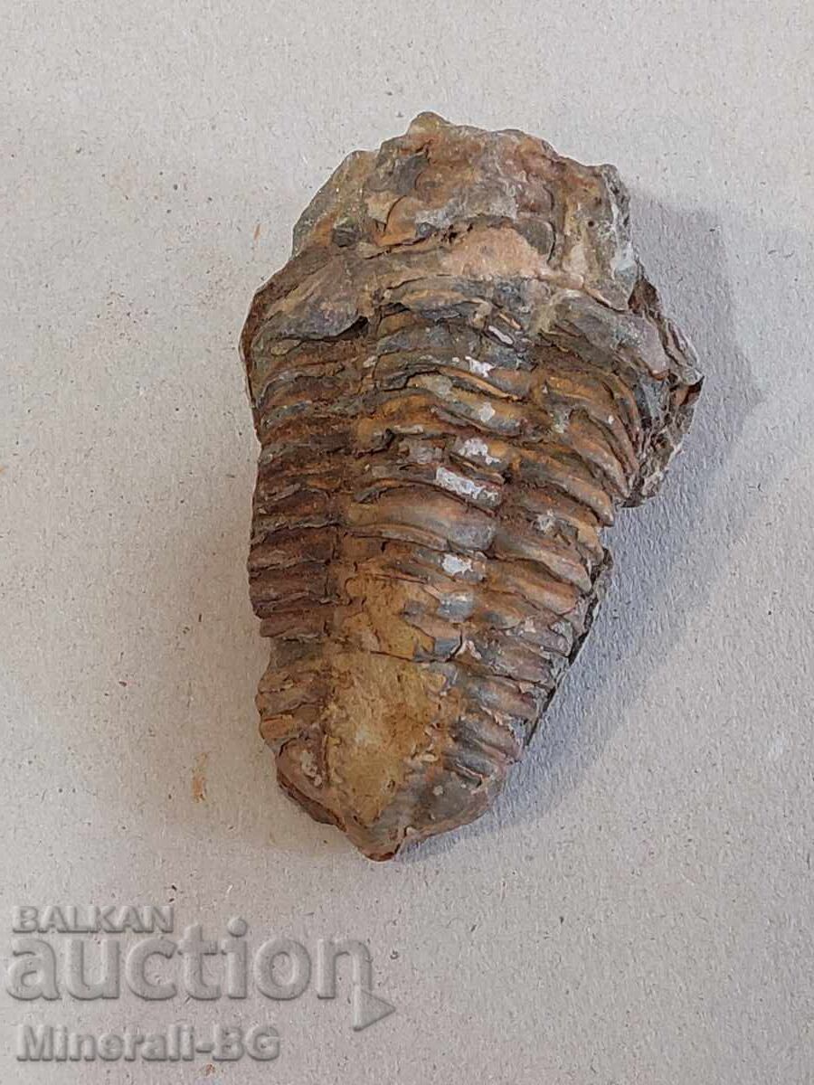 Un trilobit