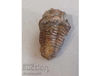 A trilobite