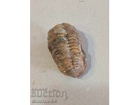 A trilobite