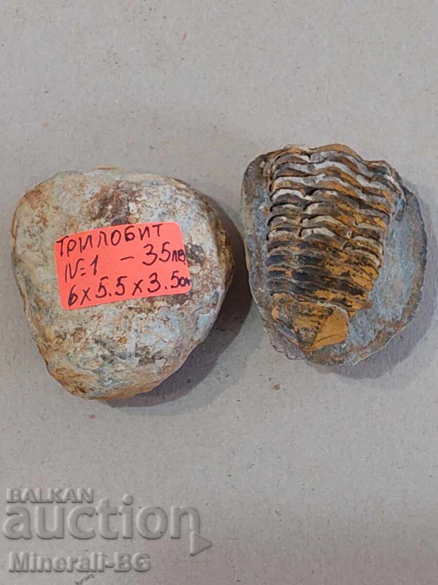 Σπάνιο ζεύγος τριλοβίτη με τιμή € 17.00 | 33.25 BGN
