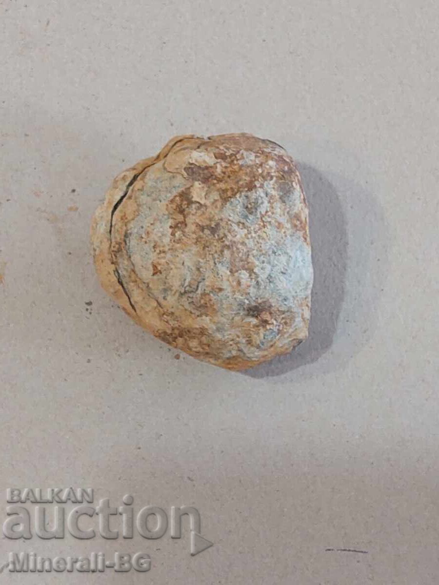 Licitație Pereche rară de trilobiți