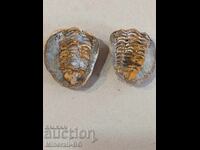 Pereche rară de trilobiți