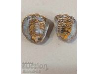 Rare trilobite pair