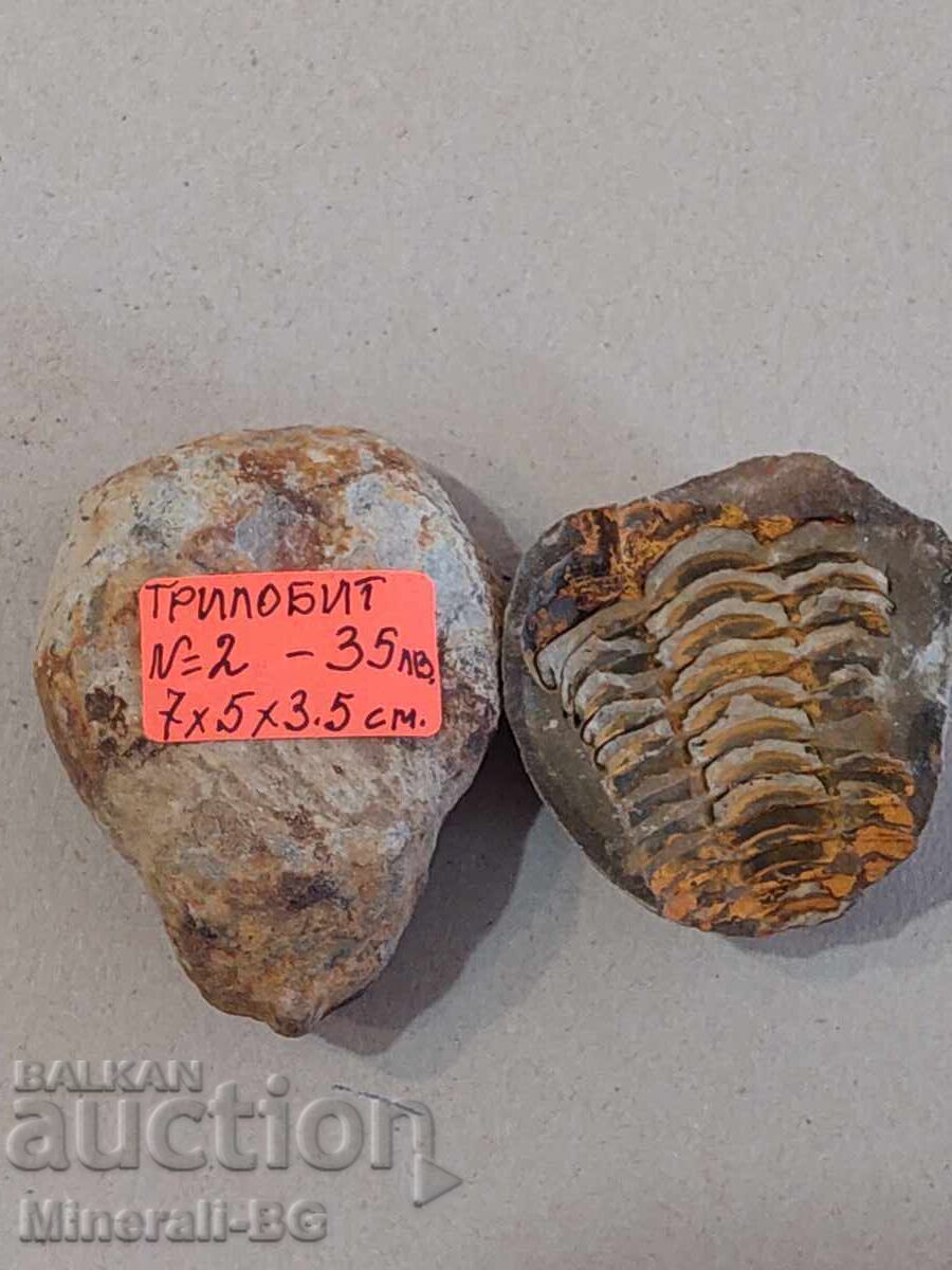 Рядък цял трилобит с цена € 17.00 | 33.25 лв. Рядък цял трилобит с цена € 17.00 | 33.25 лв.