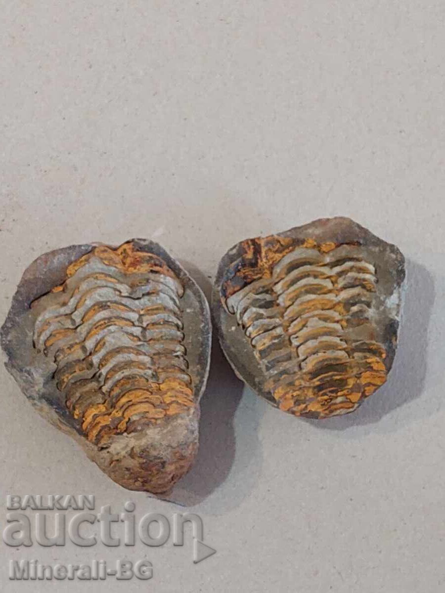 Σπάνιος ολόκληρος τριλοβίτης