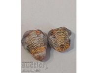 Rare whole trilobite