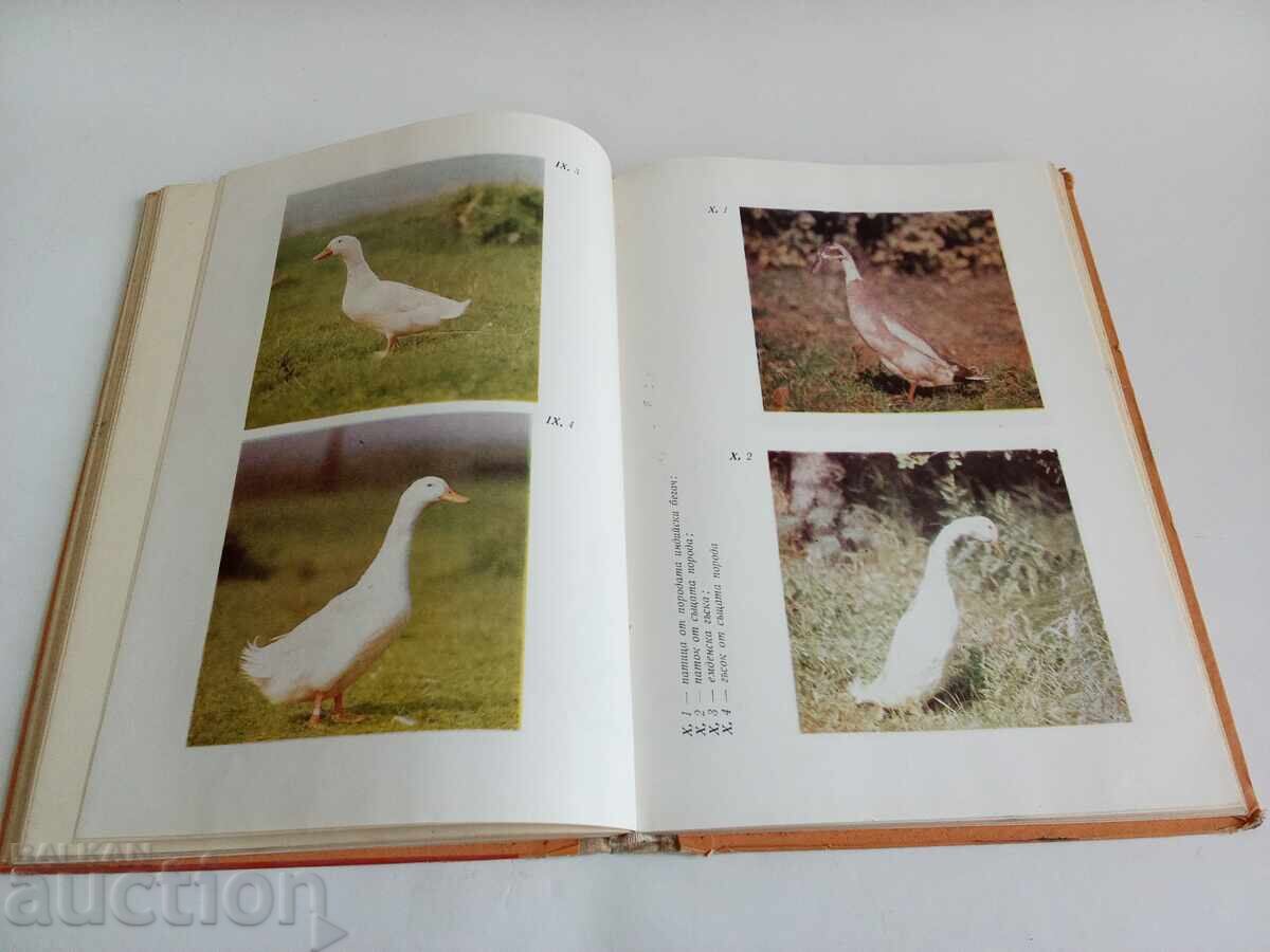 Creșterea păsărilor Tosko Vanchev cu preț € 9.00 | 17.60 BGN