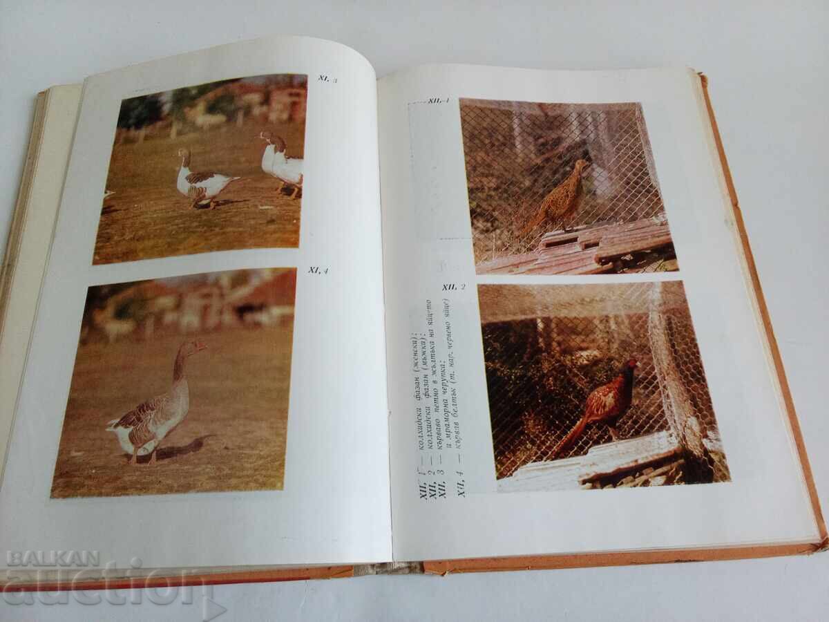 Livrarea Creșterea păsărilor Tosko Vanchev