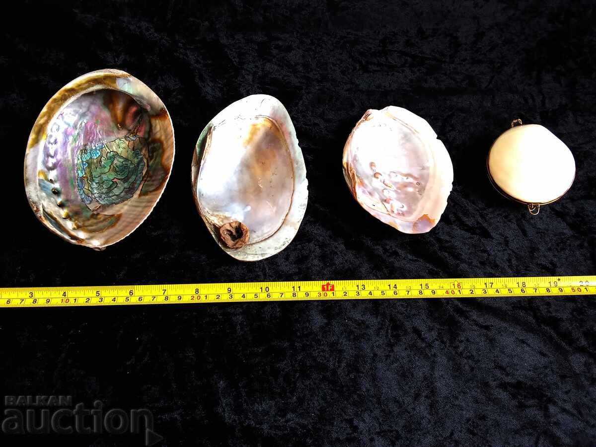 Large Sea Shells, Mother-of-Pearl with price € 60.00 | 117.35 BGN Large Sea Shells, Mother-of-Pearl with price € 60.00 | 117.35 BGN