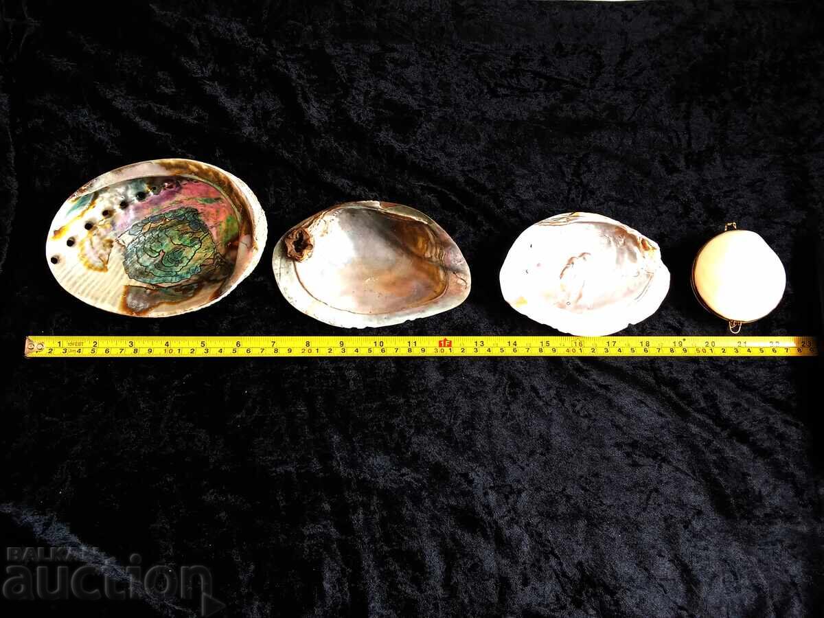 Auction Large Sea Shells, Mother-of-Pearl Auction Large Sea Shells, Mother-of-Pearl