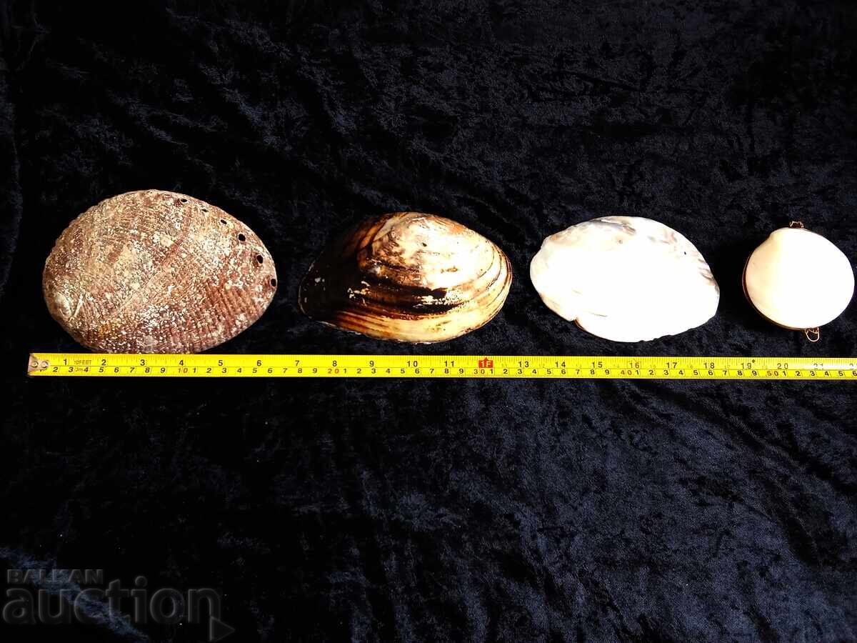 Delivery of Large Sea Shells, Mother-of-Pearl Delivery of Large Sea Shells, Mother-of-Pearl