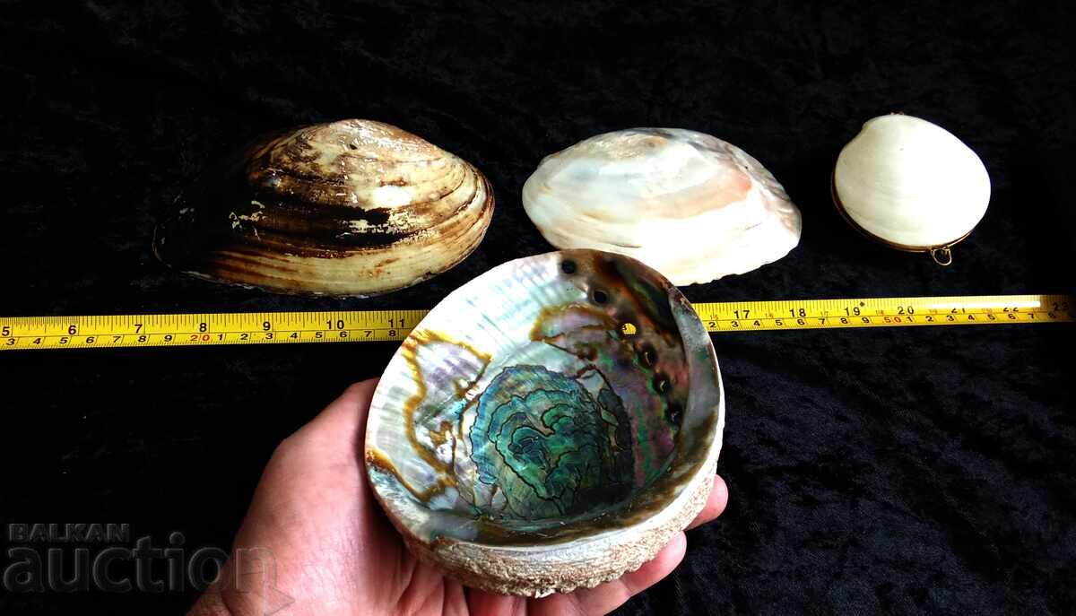 Large Sea Shells, Mother-of-Pearl Large Sea Shells, Mother-of-Pearl