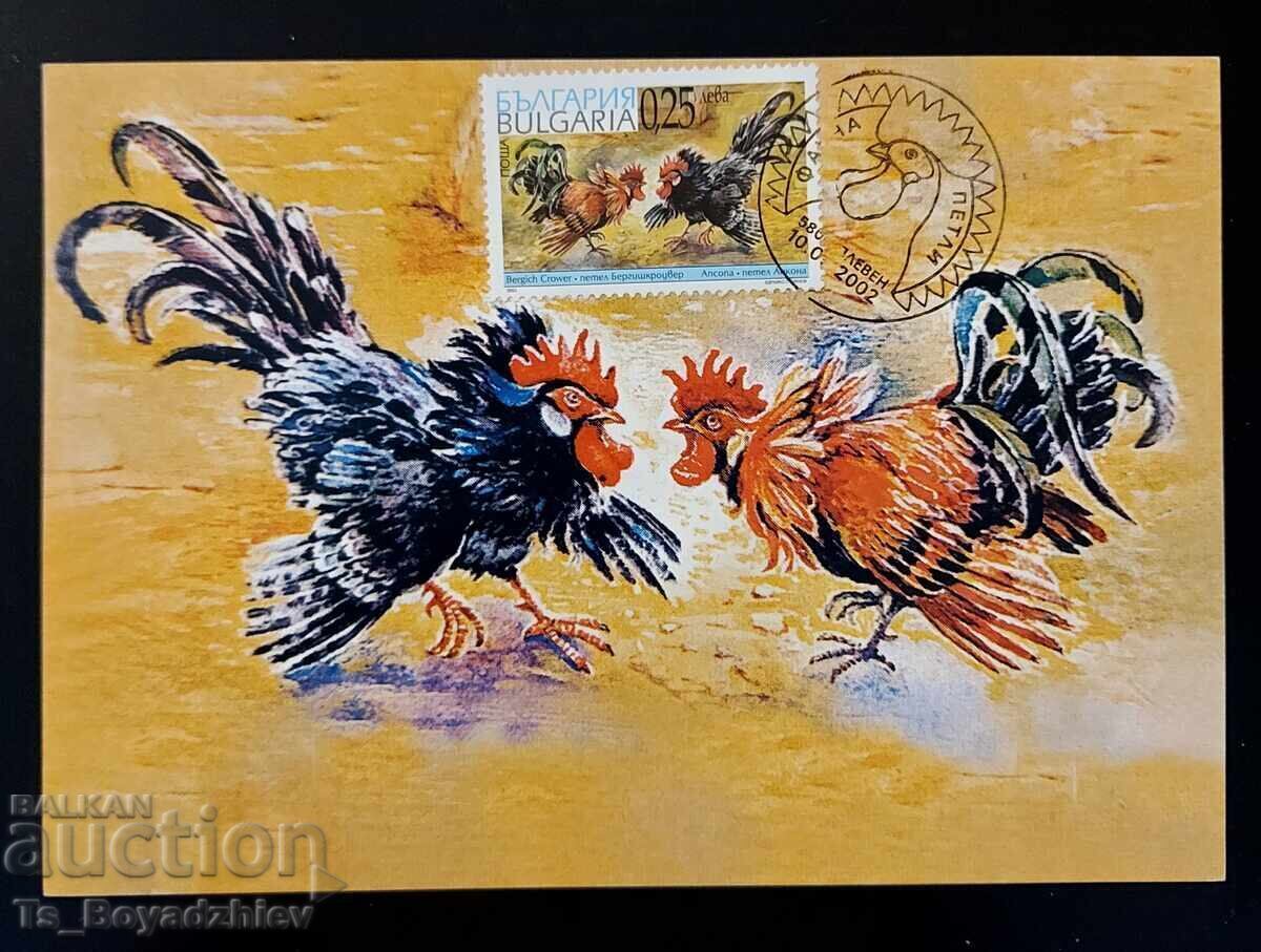 Licitație 4 buc. cărți-maximum 2002, Cocoși