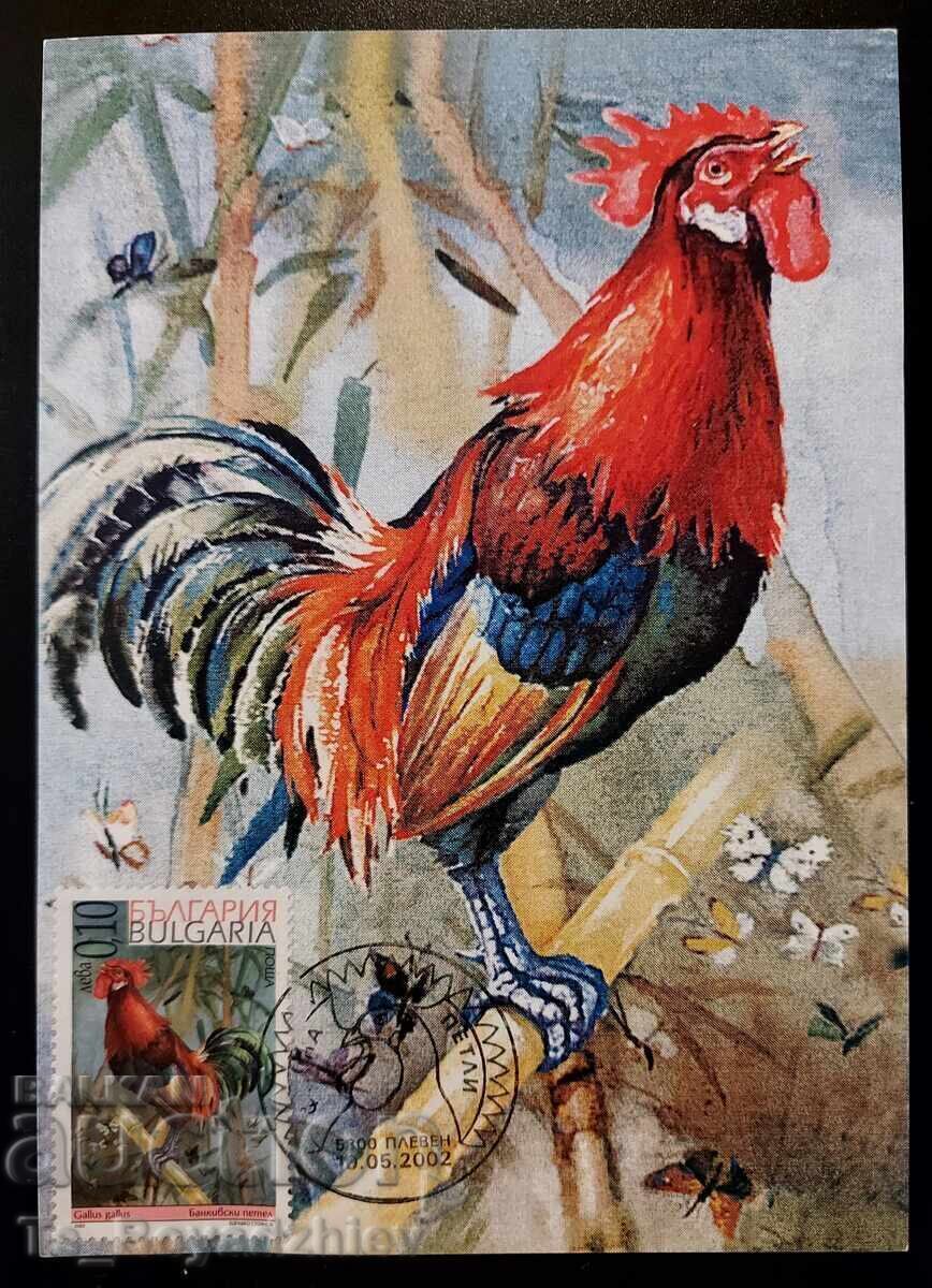 4 buc. cărți-maximum 2002, Cocoși