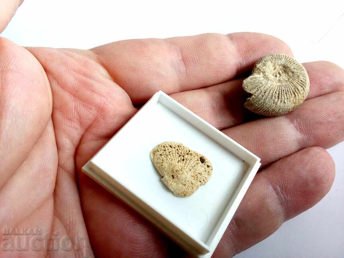 Доставка на Вкаменелости/фосили: 100% автентични амонит