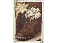 SMALL OLD PHOTO TOURISM SNOWDROPS EDELWEISS HERBARIUM ZH066