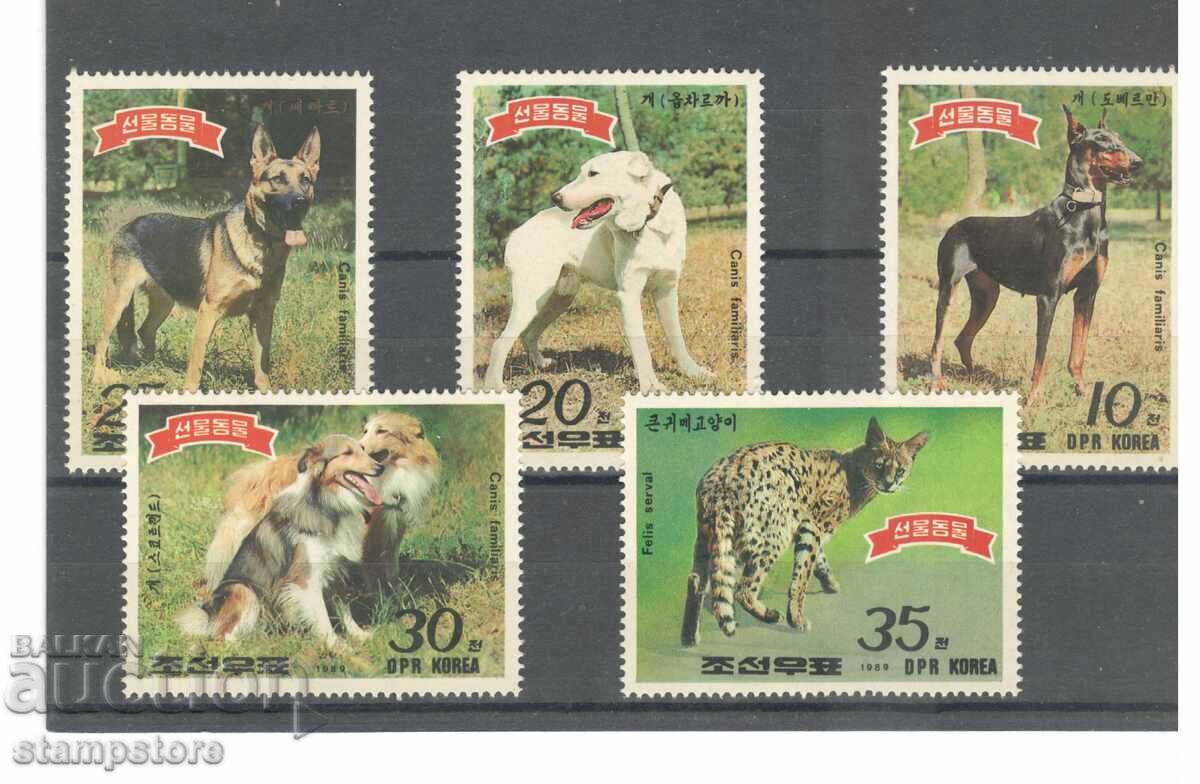 North Korea - Dogs
