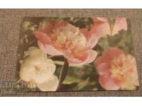 Veche felicitare bulgărească retro bujori bujor