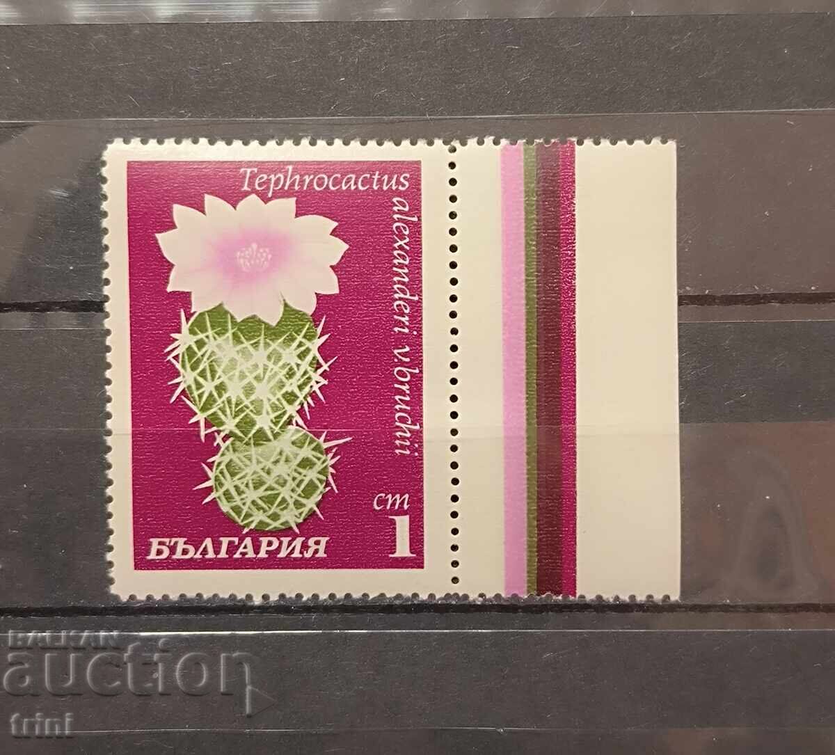 Cactuși. 1970