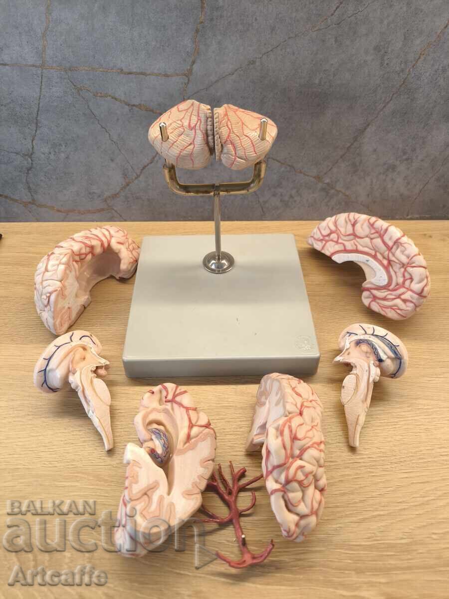 Рядък Антикварен Модел на Мозък Somso® – Западна Германия с цена € 190.00 | 371.61 лв. Рядък Антикварен Модел на Мозък Somso® – Западна Германия с цена € 190.00 | 371.61 лв.