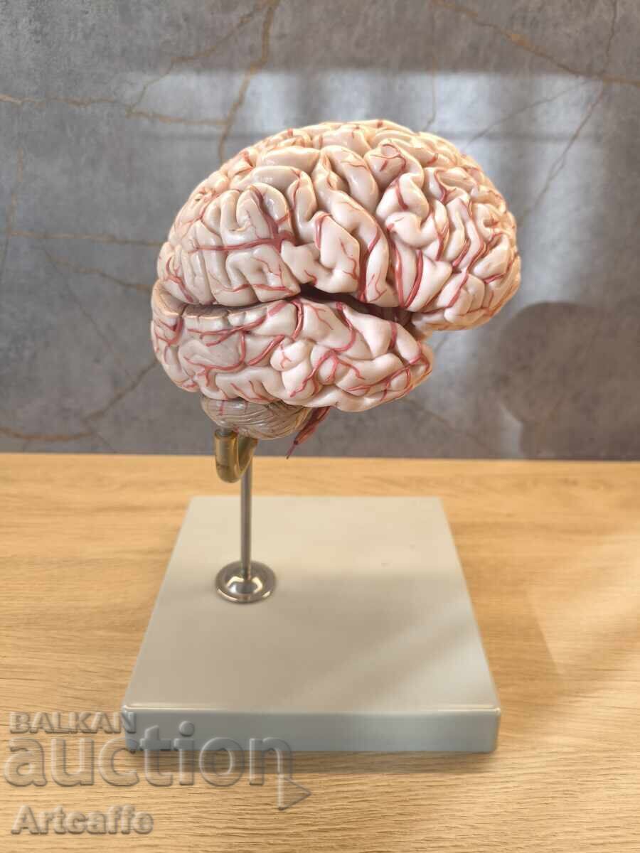 Рядък Антикварен Модел на Мозък Somso® – Западна Германия Рядък Антикварен Модел на Мозък Somso® – Западна Германия