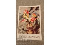 Felicitare veche bulgărească La mulți ani frezii