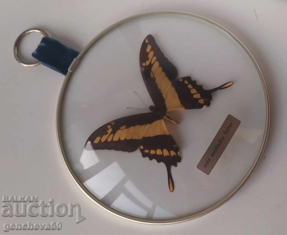 Delivery of Real rare butterfly in a frame/panel