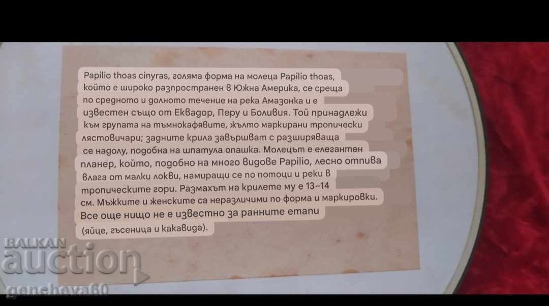 Истинска рядка пеперуда в рамка/пано - 6