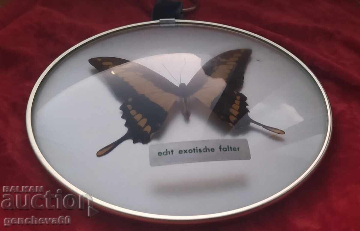 Real rare butterfly in a frame/panel - 7