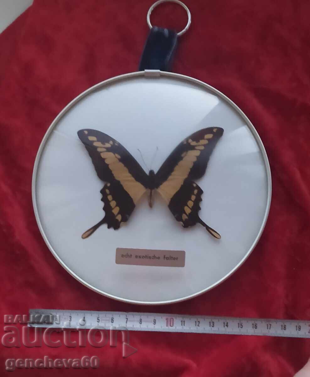 Real rare butterfly in a frame/panel