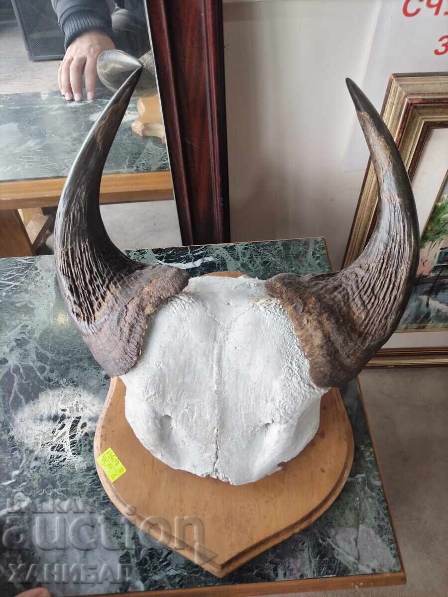 ΟΜΟΡΦΟ ΚΥΝΗΓΕΤΙΚΟ ΤΡΟΠΑΙΟ με τιμή € 75.00 | 146.69 BGN