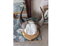 BEAUTIFUL HUNTING TROPHY