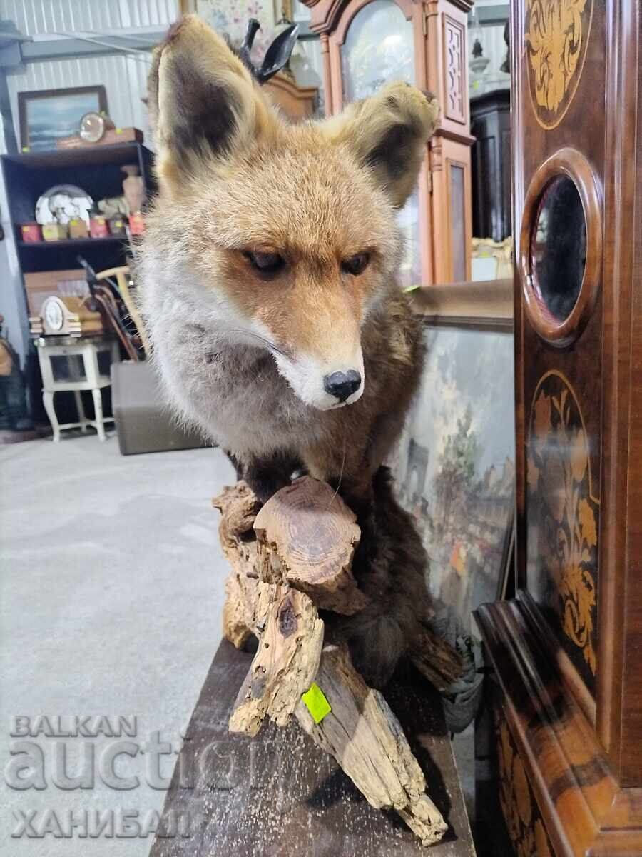PREPARED FOX
