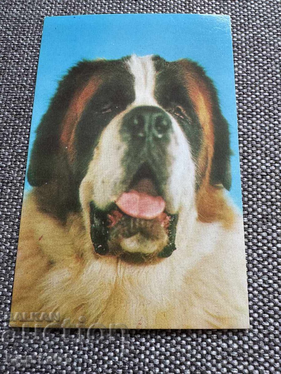 Livrarea 5 calendarușe sociale cu animale