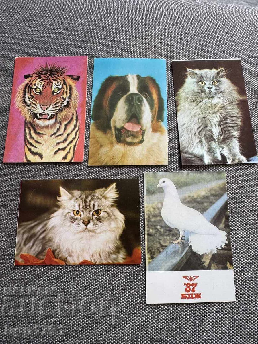 5 calendarușe sociale cu animale