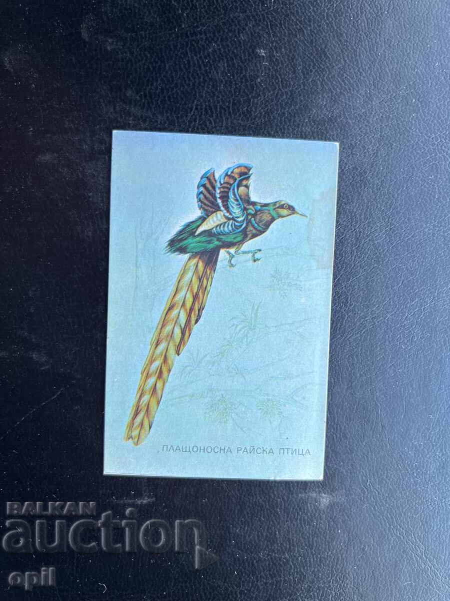 Calendar Raia Pasăre 1984