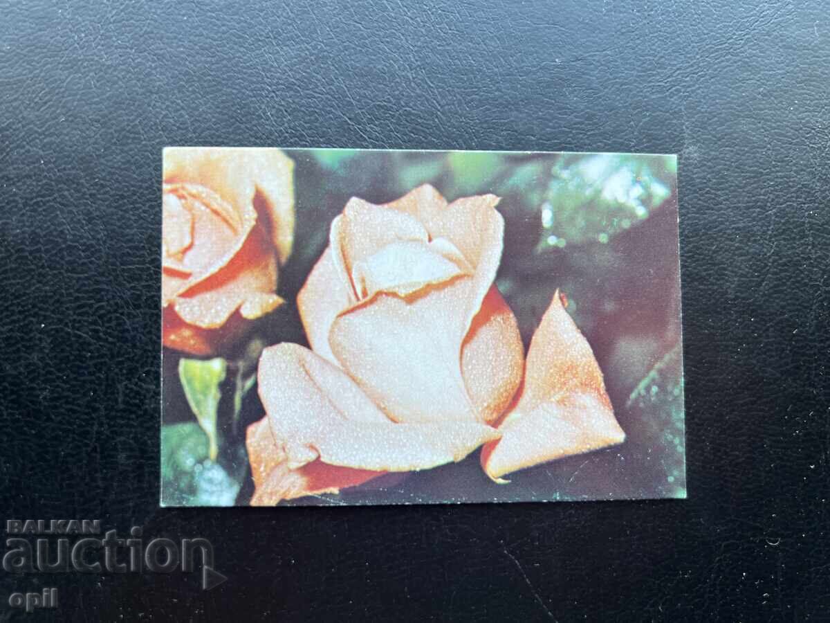 Ημερολόγιο Ρόζα 1985 Ημερολόγιο Ρόζα 1985