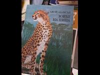 Chemarea lui Pippa Joy Adamson