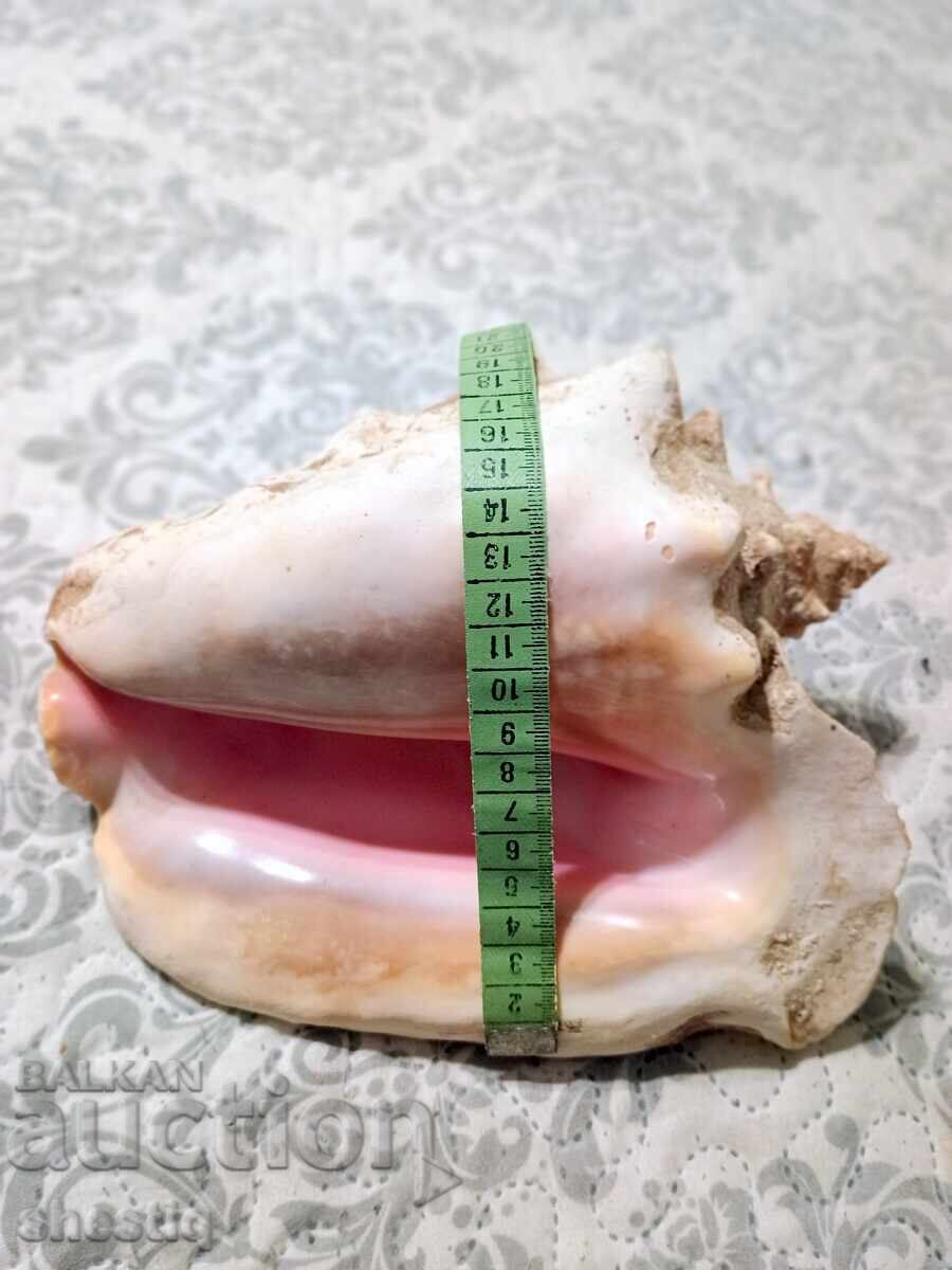 Γιγάντιο ροζ κοχύλι Queen Conch από την Κούβα, καινούργιο, 25 με τιμή € 105.00 | 205.36 BGN Γιγάντιο ροζ κοχύλι Queen Conch από την Κούβα, καινούργιο, 25 με τιμή € 105.00 | 205.36 BGN
