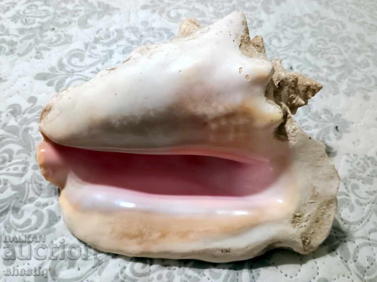 Δημοπρασία Γιγάντιο ροζ κοχύλι Queen Conch από την Κούβα, καινούργιο, 25 Δημοπρασία Γιγάντιο ροζ κοχύλι Queen Conch από την Κούβα, καινούργιο, 25
