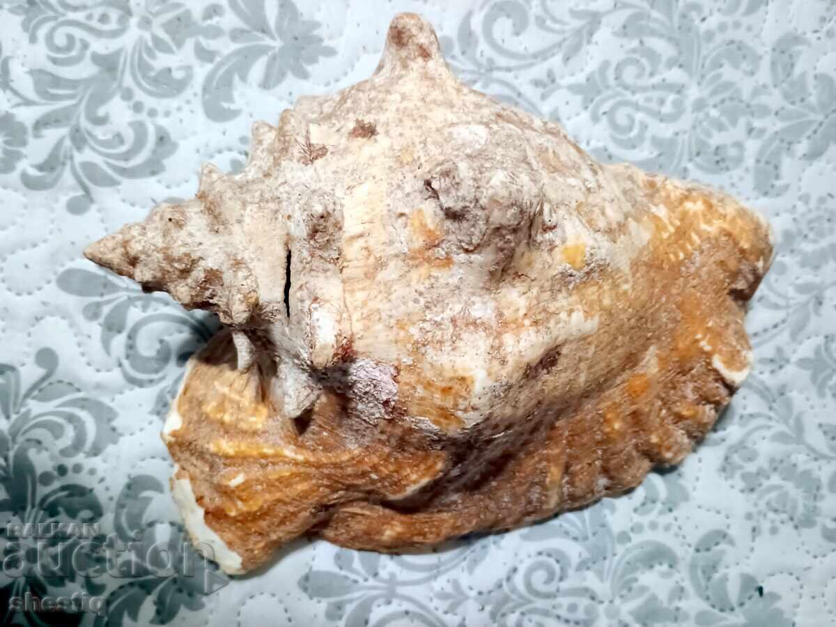 Παράδοση Γιγάντιο ροζ κοχύλι Queen Conch από την Κούβα, καινούργιο, 25 Παράδοση Γιγάντιο ροζ κοχύλι Queen Conch από την Κούβα, καινούργιο, 25