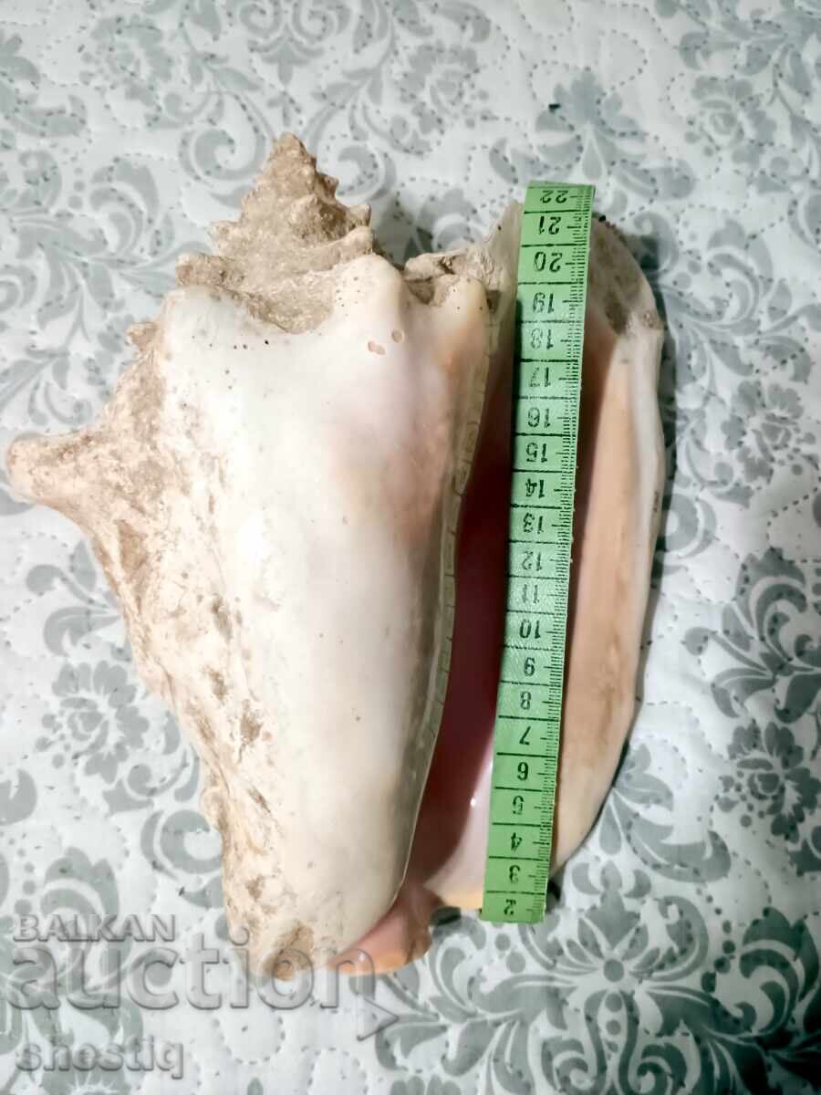 Γιγάντιο ροζ κοχύλι Queen Conch από την Κούβα, καινούργιο, 25 Γιγάντιο ροζ κοχύλι Queen Conch από την Κούβα, καινούργιο, 25