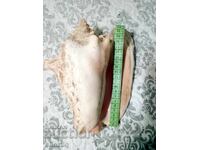 Γιγάντιο ροζ κοχύλι Queen Conch από την Κούβα, καινούργιο, 25