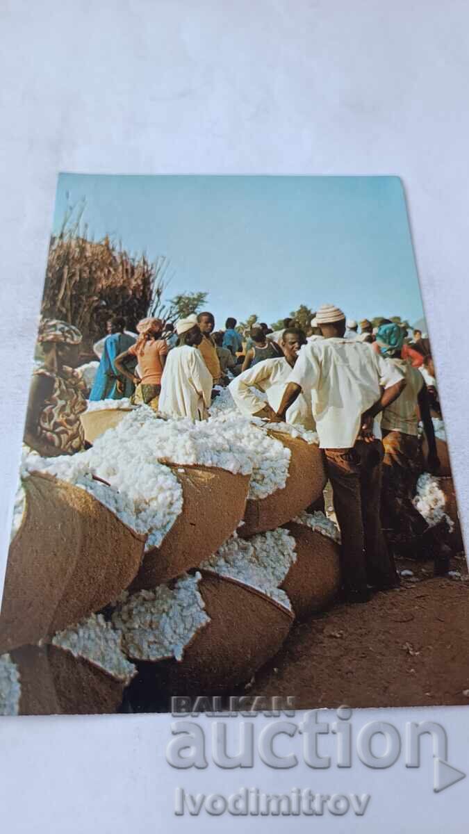 Carte poștală Cameroun KOZA Le Marche de Coton