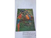 Στερεοκάρτα Παπαγάλοι 1982