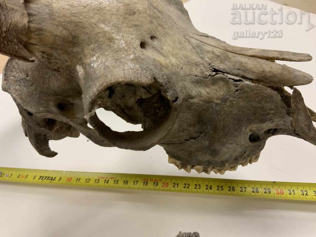 Licitație Trofey craniu berbec bătrân