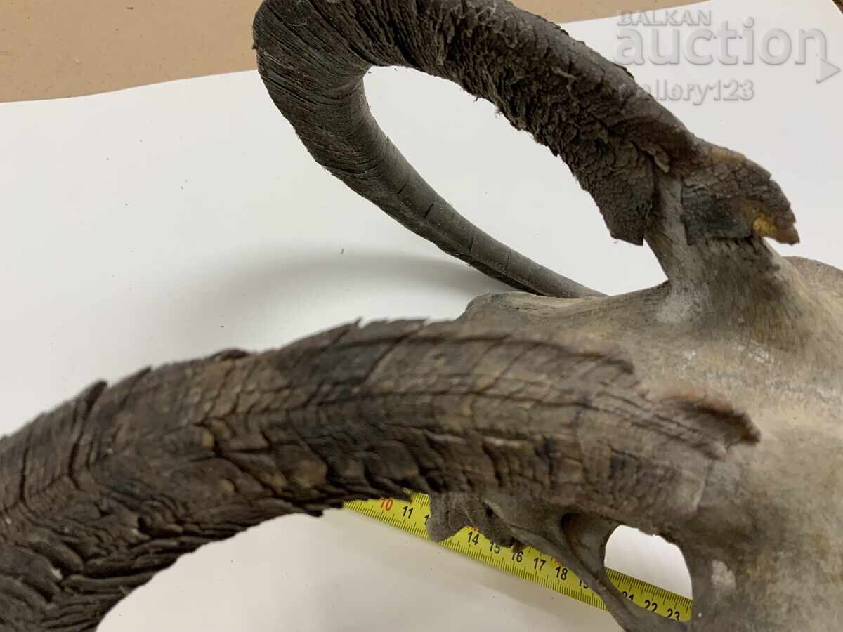 Livrarea Trofey craniu berbec bătrân