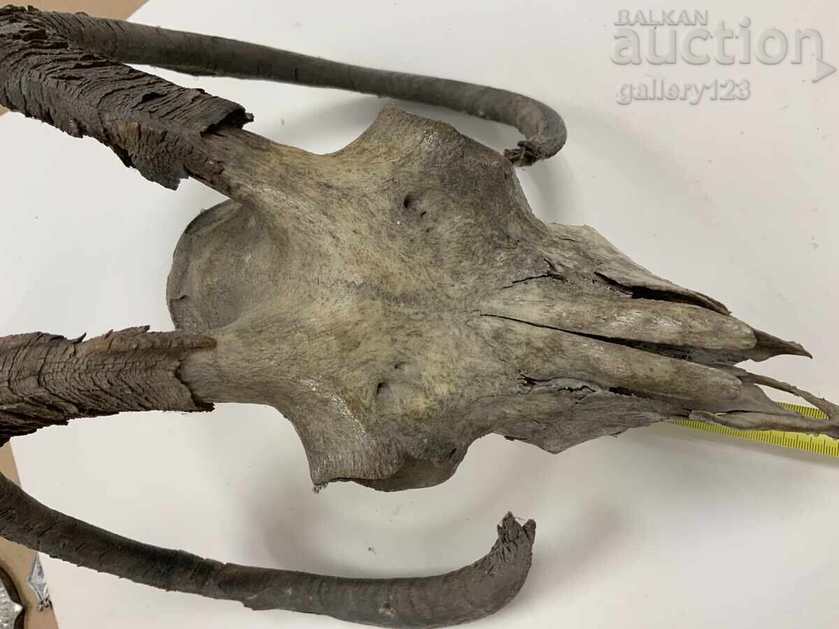 Trofey craniu berbec bătrân - 5