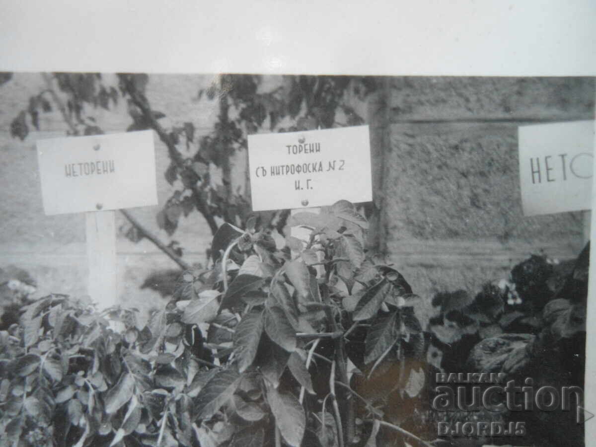 old photo with price € 0.50 | 0.98 BGN