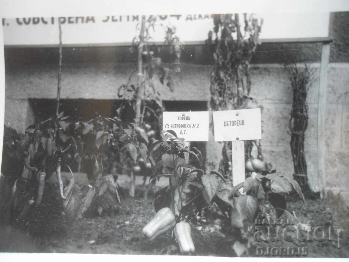 παλιά φωτογραφία